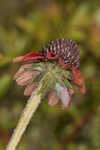 Grassleaf coneflower